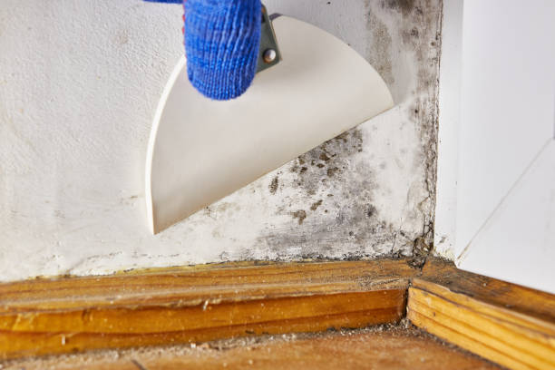 Best Air Quality Testing for Mold Spores  in Mckee City, NJ