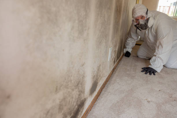 Best Mold Damage Restoration  in Mckee City, NJ